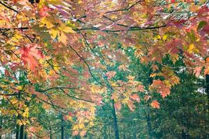 folhas outonais coloridas em uma árvore de bordo em outubro. foto