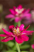 duas flores de cor magenta em uma planta de zínia. foto