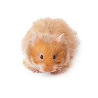 hamster isolado em um fundo branco foto