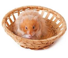 hamster em uma cesta isolada em um fundo branco foto