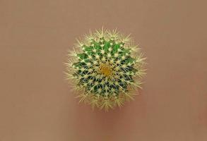 vista superior de um cacto verde com grandes espinhos afiados em um fundo colorido pastel. cacto de barril dourado de planta de casa, planta de echinocactus grusonii. close-up, copie o espaço. foto