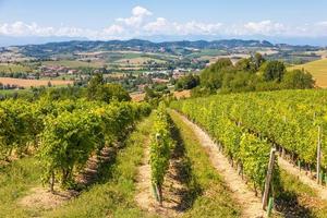 barbera vinhedo na região do piemonte, itália. paisagem rural na área de langhe foto