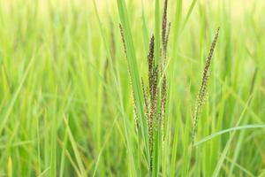 campos de arroz na Tailândia. no pôr do sol foto