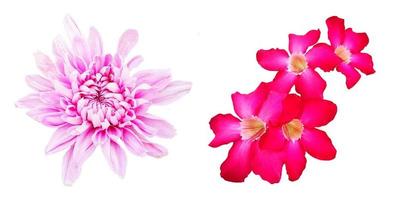 rosa do deserto e flores de crisântemos florescendo isoladas no fundo branco com caminho de recorte e fazer a seleção. beleza na natureza, planta tropical, flora rosa, adênio e buquê de flora. foto