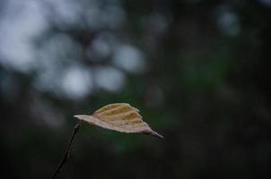 uma folha de outono, minimalismo da natureza foto