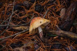 cogumelo fly agaric na floresta, outono natureza da floresta foto