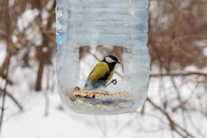 chapim-real senta-se em um alimentador feito de uma garrafa de plástico. alimentando pássaros no inverno na floresta. foto