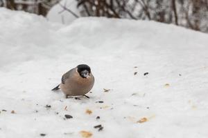 fêmea de dom-fafe euro-asiática sentada na neve. pássaro comendo semente de girassol. alimentar pássaros no inverno. foto