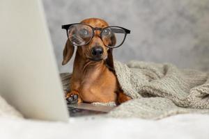 Dachshund de salsicha anão em óculos pretos cobertos com um cobertor cinza funciona, lê, olha para um laptop. blogueiro de cães. escritório em casa. foto