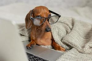 Dachshund de salsicha anão em óculos pretos cobertos com um cobertor cinza funciona, lê, olha para um laptop. blogueiro de cães. escritório em casa. foto