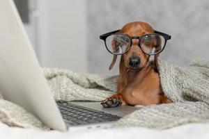 Dachshund de salsicha anão em óculos pretos cobertos com um cobertor cinza funciona, lê, olha para um laptop. blogueiro de cães. escritório em casa. foto