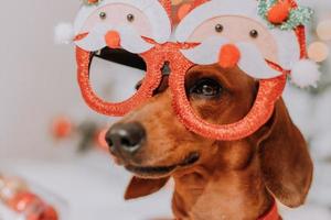 pequeno bassê em óculos engraçados com papai noel está deitado em um lençol branco entre tangerinas perto da árvore de natal. cão de natal. animal de estimação e mandarins. espaço para texto. foto de alta qualidade