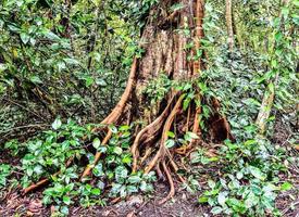 selva tropical na costa rica foto