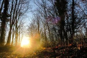 luz do sol através da floresta de inverno foto