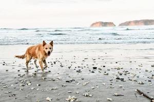 cachorro na praia foto