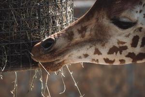 uma girafa come feno de um alimentador foto