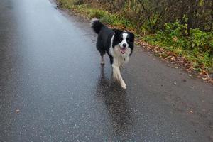 atividade animal de estimação. cachorrinho border collie caminhando ao ar livre. cão de estimação com cara engraçada, andar na estrada. cuidados com animais de estimação e conceito de vida de animais engraçados. cão emocional engraçado. foto