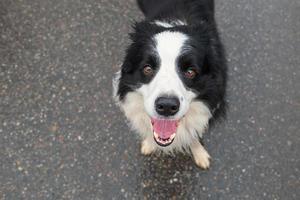 atividade animal de estimação. cachorrinho border collie caminhando ao ar livre. cão de estimação com cara engraçada, andar na estrada. cuidados com animais de estimação e conceito de vida de animais engraçados. cão emocional engraçado. foto