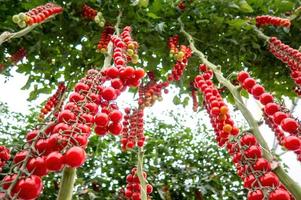 lindos tomates cereja maduros vermelhos cultivados em uma estufa foto