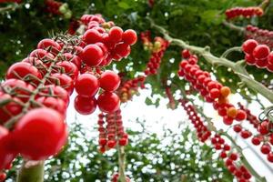 lindos tomates cereja maduros vermelhos cultivados em uma estufa foto