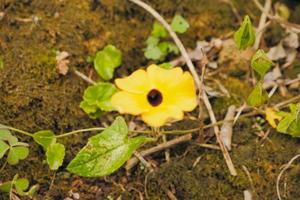 foco seletivo da flor de susan de olhos pretos foto