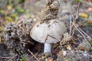 fungo amanita mairei foto