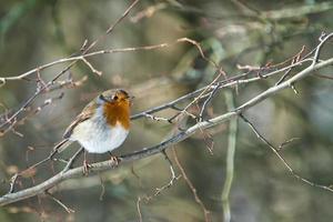 sinle robin no inverno foto