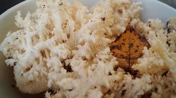 comestível coral branco cogumelo. é usado na medicina para o tratamento e prevenção de tumores cancerígenos. foto