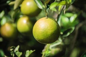 closeup de satsumas bang mot tangerina amadurecendo na árvore foto