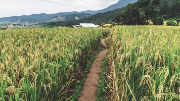 paisagem do terraço de arroz em ban pa bong piang em chiang mai tailândia foto