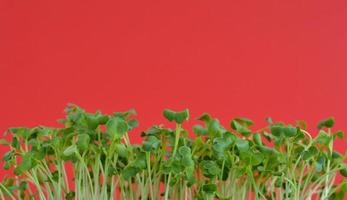 close-up de brotos de micro-verde em um fundo vermelho na primavera. alimentação saudável e estilo de vida. fundo de folhagem de microgreens. foto