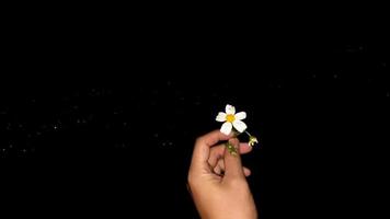 mão esquerda segurando flor branca em fundo preto escuro 01 foto