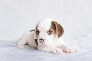 cachorrinho beagle bonito idade um mês sentado e olhando para a frente. imagem tem espaço de cópia para anúncio ou texto. foto