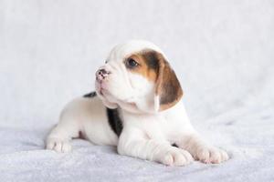 cachorrinho beagle bonito idade um mês sentado e olhando para a frente. imagem tem espaço de cópia para anúncio ou texto. foto