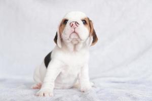 cachorrinho beagle bonito idade um mês sentado e olhando para a frente. imagem tem espaço de cópia para anúncio ou texto. foto