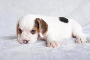 cachorrinho beagle bonito idade um mês sentado e olhando para a frente. imagem tem espaço de cópia para anúncio ou texto. foto