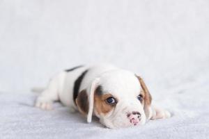 cachorrinho beagle bonito idade um mês sentado e olhando para a frente. imagem tem espaço de cópia para anúncio ou texto. foto