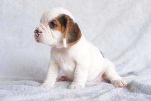 beagles são usados em uma variedade de procedimentos de pesquisa. a aparência geral do beagle lembra um foxhound em miniatura. beagles têm narizes excelentes. foto