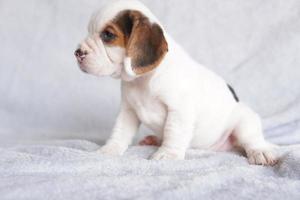 beagles são usados em uma variedade de procedimentos de pesquisa. a aparência geral do beagle lembra um foxhound em miniatura. beagles têm narizes excelentes. foto