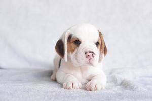 beagles são usados em uma variedade de procedimentos de pesquisa. a aparência geral do beagle lembra um foxhound em miniatura. beagles têm narizes excelentes. foto