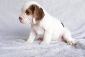 beagles são usados em uma variedade de procedimentos de pesquisa. a aparência geral do beagle lembra um foxhound em miniatura. beagles têm narizes excelentes. foto