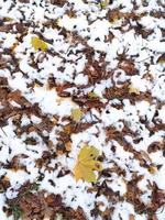 a primeira neve nas folhas caídas no parque no final do outono ou início do inverno. uma cena de inverno ou final do outono, bela natureza. a primeira queda de neve em um parque colorido brilhante da cidade no outono. foto