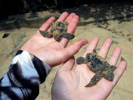 filhotes de tartaruga marinha em mãos humanas. fazenda de tartarugas na tailândia foto