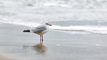 gaivota de cabeça preta na praia, mar e fundo de areia foto