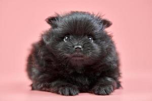 filhote de pomeranian spitz, copie o espaço no fundo rosa foto