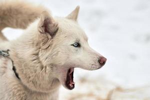 cara de cachorro de trenó husky, fundo de inverno foto