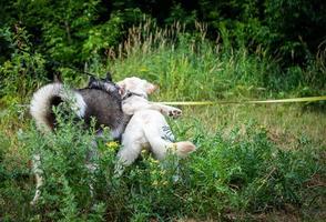 um passeio amigável de um husky escuro e um labrador branco. foto