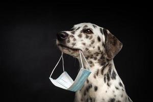 retrato de um cão de raça dálmata em uma máscara médica protetora, em um fundo preto. foto