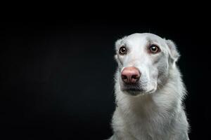 retrato de um cachorro branco, sobre um fundo preto isolado. foto