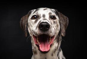 retrato de um cachorro dálmata, em um fundo preto isolado. foto